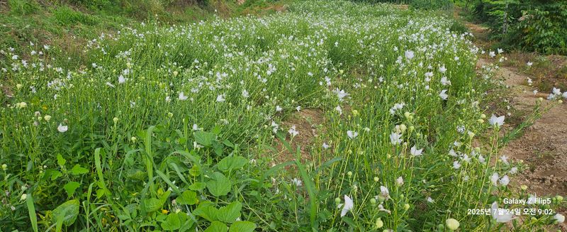 장터 상품 [백도라지 씨앗] 썸네일