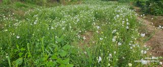 장두원님의 작성글 사진