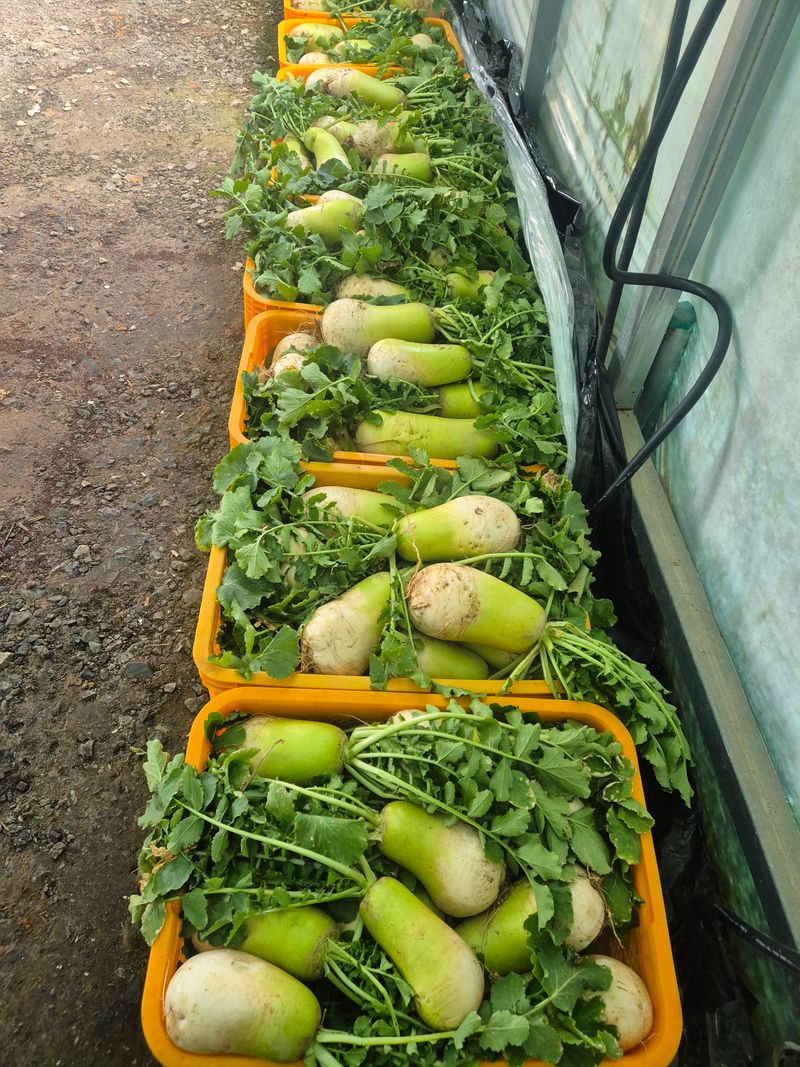 조영자님의 장터 판매 상품 [김장 무 ] 첨부 사진