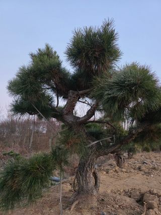 작은소나무님의 자유주제 · 자유게시판 작성글 사진