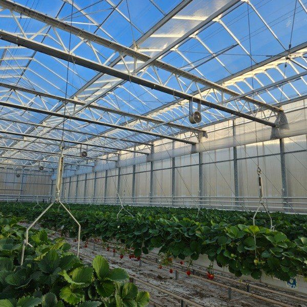 윤승희님의 장터 판매 상품 [고당도 프리미엄 설향 딸기 800g] 첨부 사진