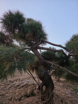 작은소나무님의 자유주제 · 자유게시판 작성글 사진