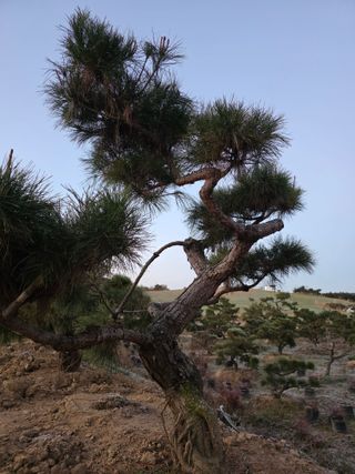 작은소나무님의 자유주제 · 자유게시판 작성글 사진