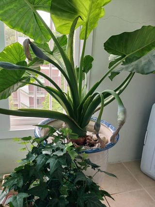 콩19996ㆍ혜자님의 자유주제 · 자유게시판 작성글 사진