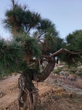 작은소나무님의 자유주제 · 자유게시판 작성글 사진