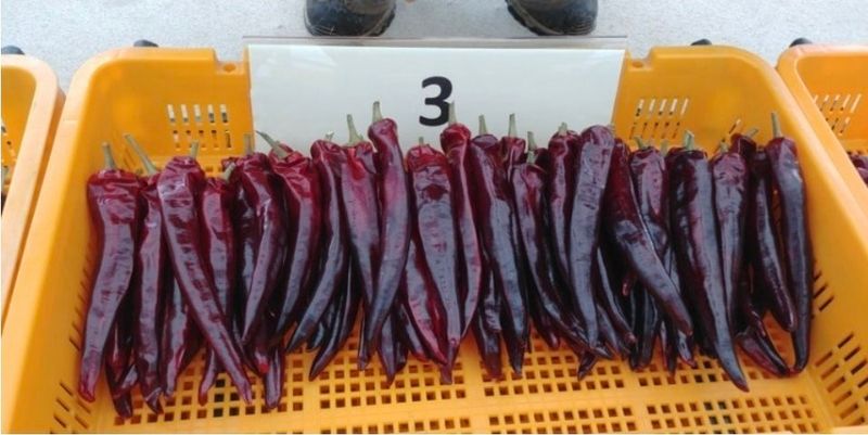 대산농사대장님의 장터 판매 상품 [26년 복합내병계 건강한칼탄1200립] 첨부 사진