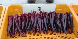 대산농사대장님의 작성글 사진