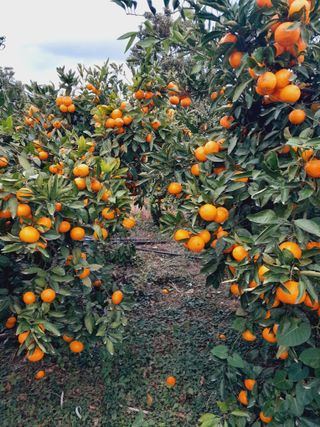 대정골귤꽃농원님의 작성글 사진