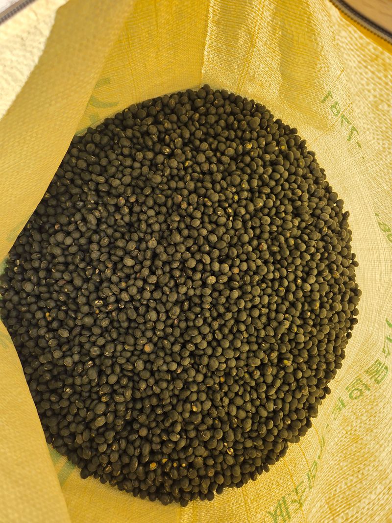 이은호님의 장터 판매 상품 [작은 서리태(귀족) 판매(10kg씩)] 첨부 사진