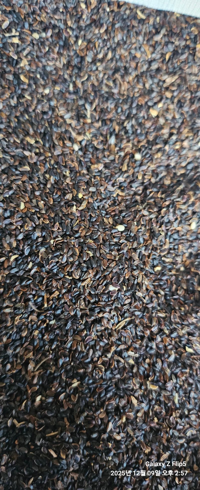 장두원님의 장터 판매 상품 [백도라지 씨앗] 첨부 사진