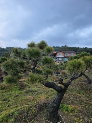 작은소나무님의 자유주제 · 사진전 작성글 사진