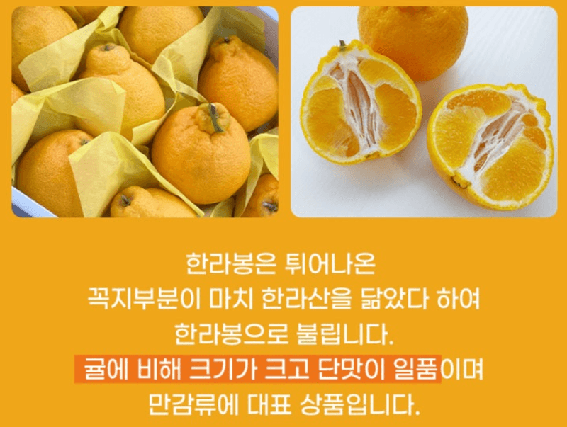 스피드번님의 장터 판매 상품 [제주직송 한라봉] 첨부 사진