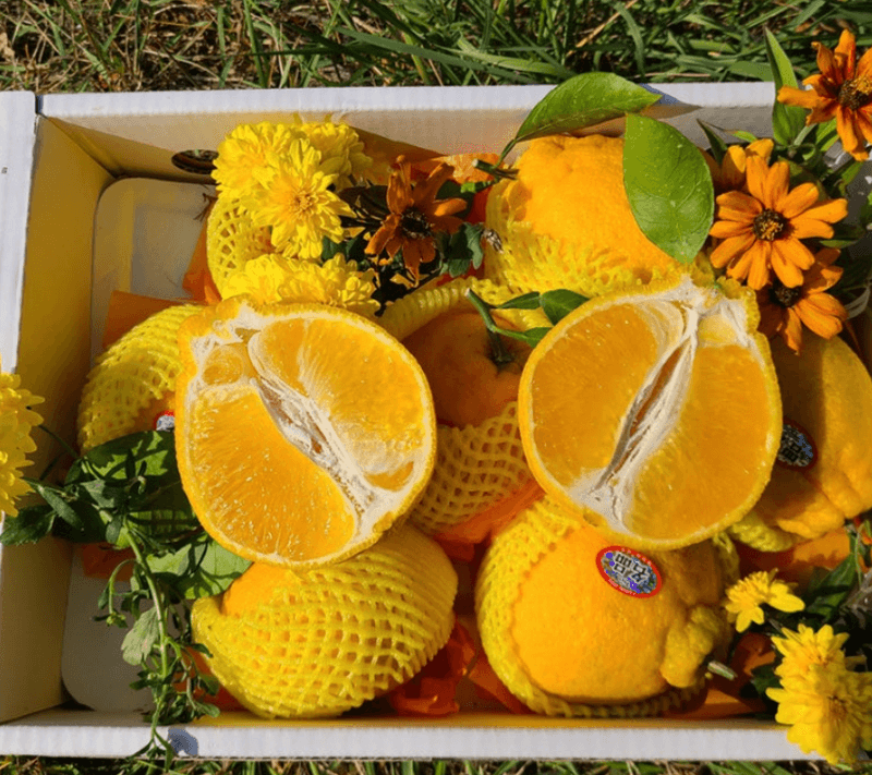 스피드번님의 장터 판매 상품 [제주직송 한라봉] 첨부 사진