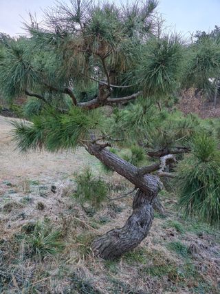 작은소나무님의 자유주제 · 사진전 작성글 사진