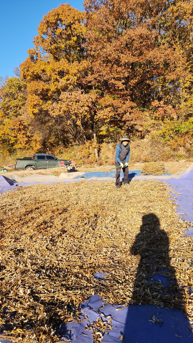 치악산골농부님의 장터 판매 상품 [25년 강원도 햇서리태  팝니다] 첨부 사진