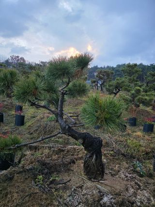작은소나무님의 자유주제 · 사진전 작성글 사진