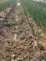 팜모닝 자유주제·자유게시판 게시글 이미지