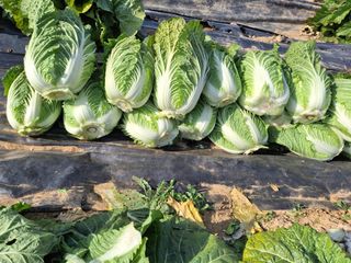 유영옥님의 자유주제 · 자유게시판 작성글 사진