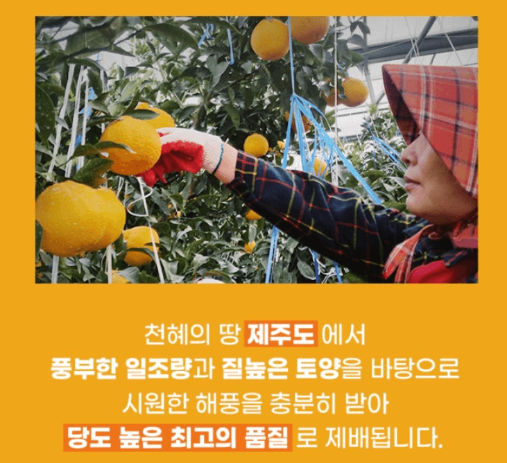 스피드번님의 장터 판매 상품 [제주직송 한라봉] 첨부 사진