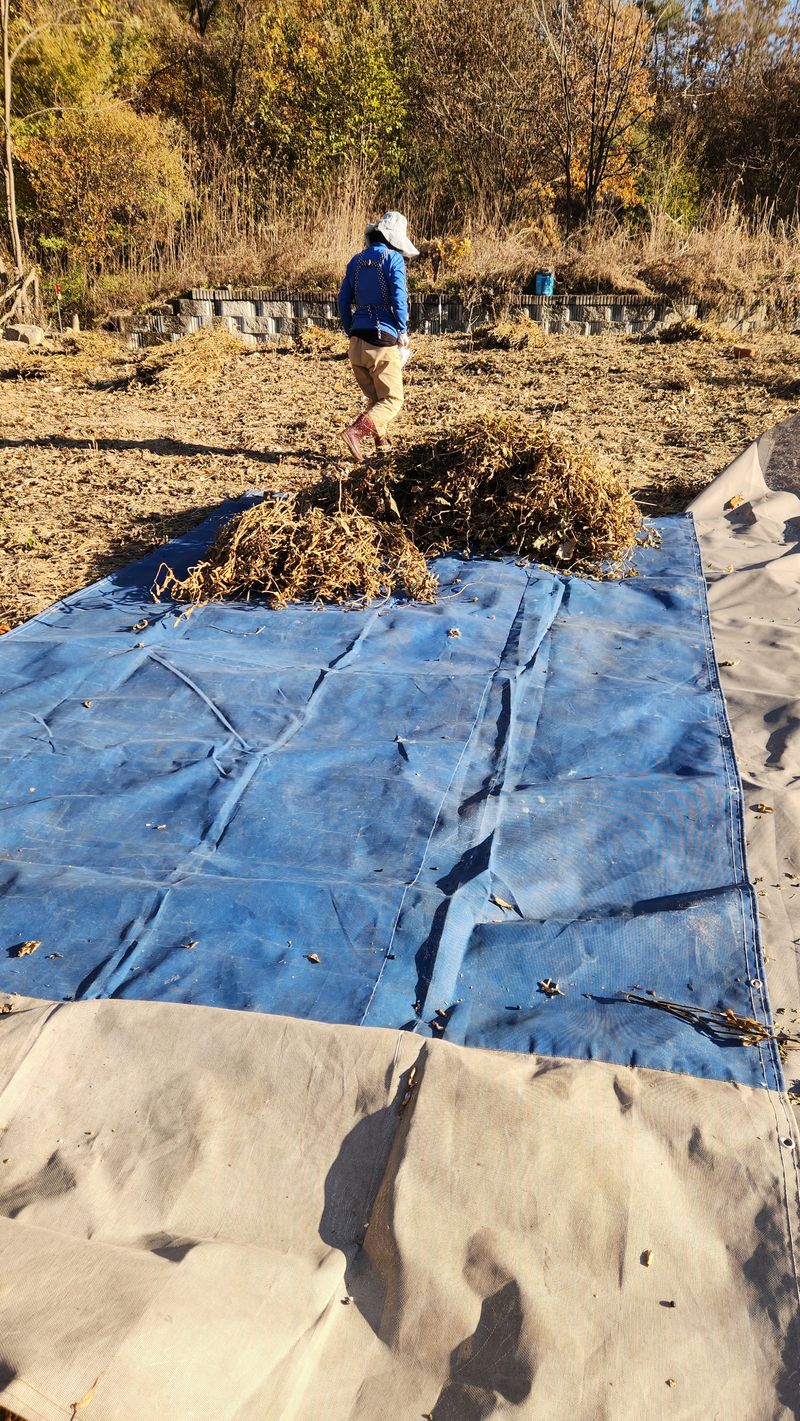 치악산골농부님의 장터 판매 상품 [25년 강원도 햇서리태  팝니다] 첨부 사진