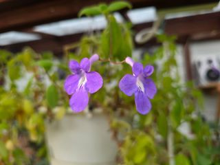 달맛햇복숭아농원님의 자유주제 · 사진전 작성글 사진