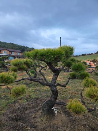 작은소나무님의 자유주제 · 사진전 작성글 사진