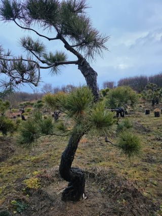 작은소나무님의 자유주제 · 사진전 작성글 사진