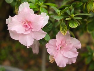 달맛햇복숭아농원님의 자유주제 · 사진전 작성글 사진