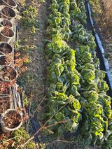 노아님의 자유주제·자유게시판 작성글 사진