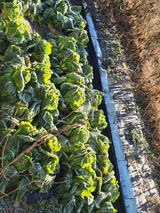 노아님의 자유주제·자유게시판 작성글 사진