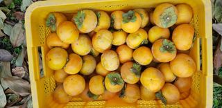 독고다이님의 작성글 사진