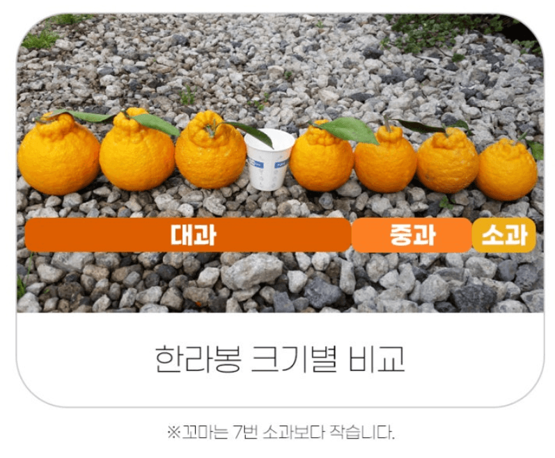 스피드번님의 장터 판매 상품 [제주직송 한라봉] 첨부 사진