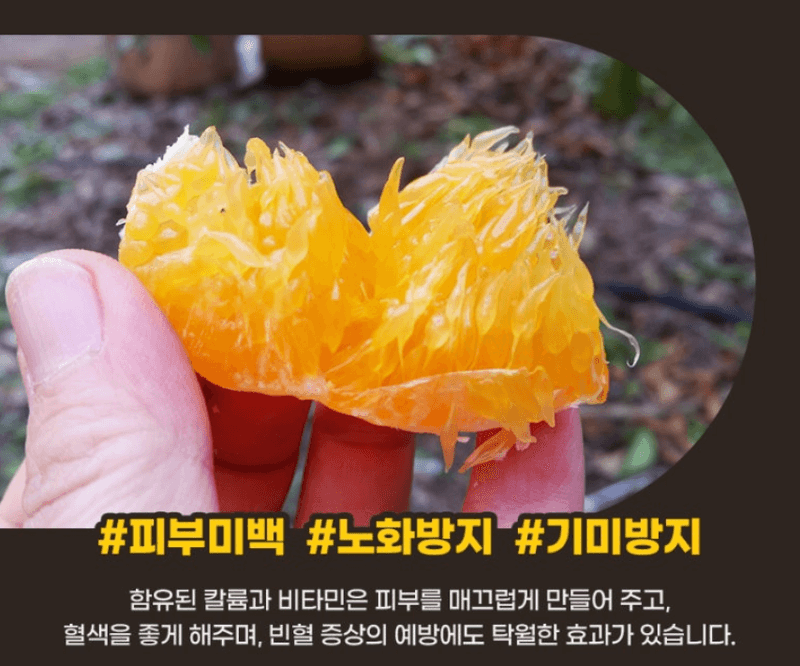 스피드번님의 장터 판매 상품 [제주직송 한라봉] 첨부 사진