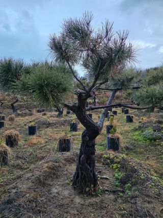 작은소나무님의 자유주제 · 사진전 작성글 사진