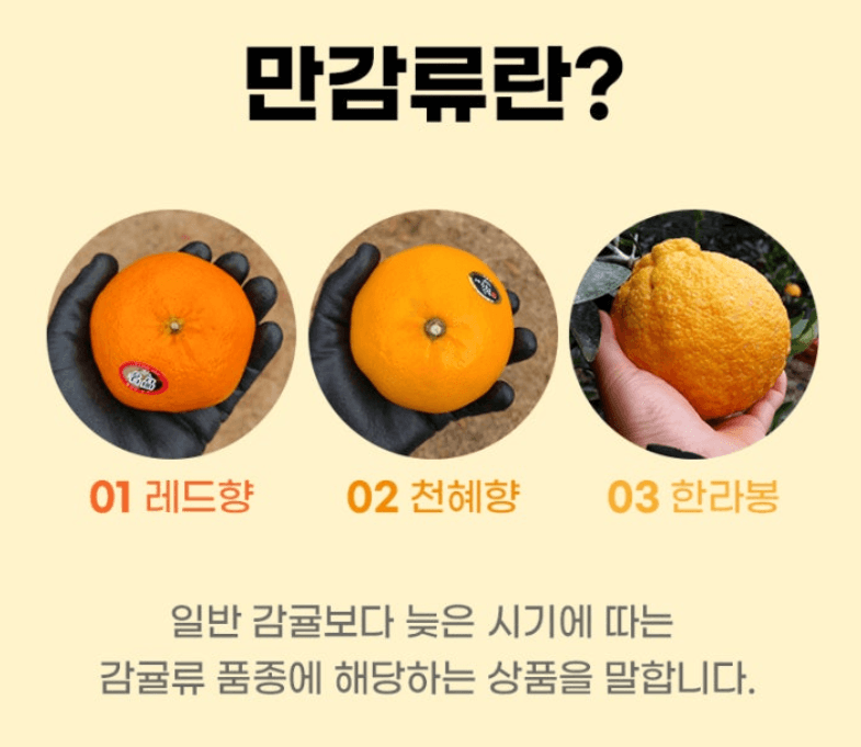 스피드번님의 장터 판매 상품 [제주직송 한라봉] 첨부 사진