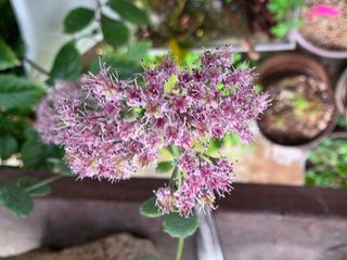 달맛햇복숭아농원님의 자유주제 · 사진전 작성글 사진