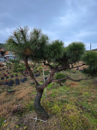 작은소나무님의 자유주제 · 사진전 작성글 사진