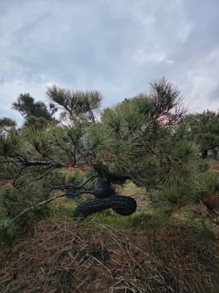 작은소나무님의 자유주제 · 사진전 작성글 사진