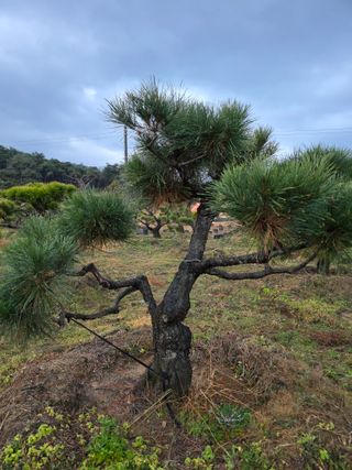 작은소나무님의 자유주제 · 사진전 작성글 사진