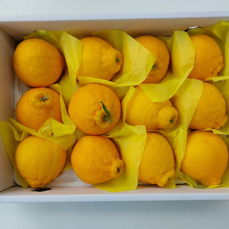 장터 상품 [제주직송 한라봉] 썸네일