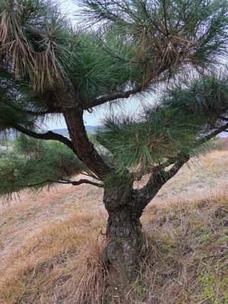 작은소나무님의 자유주제 · 사진전 작성글 사진