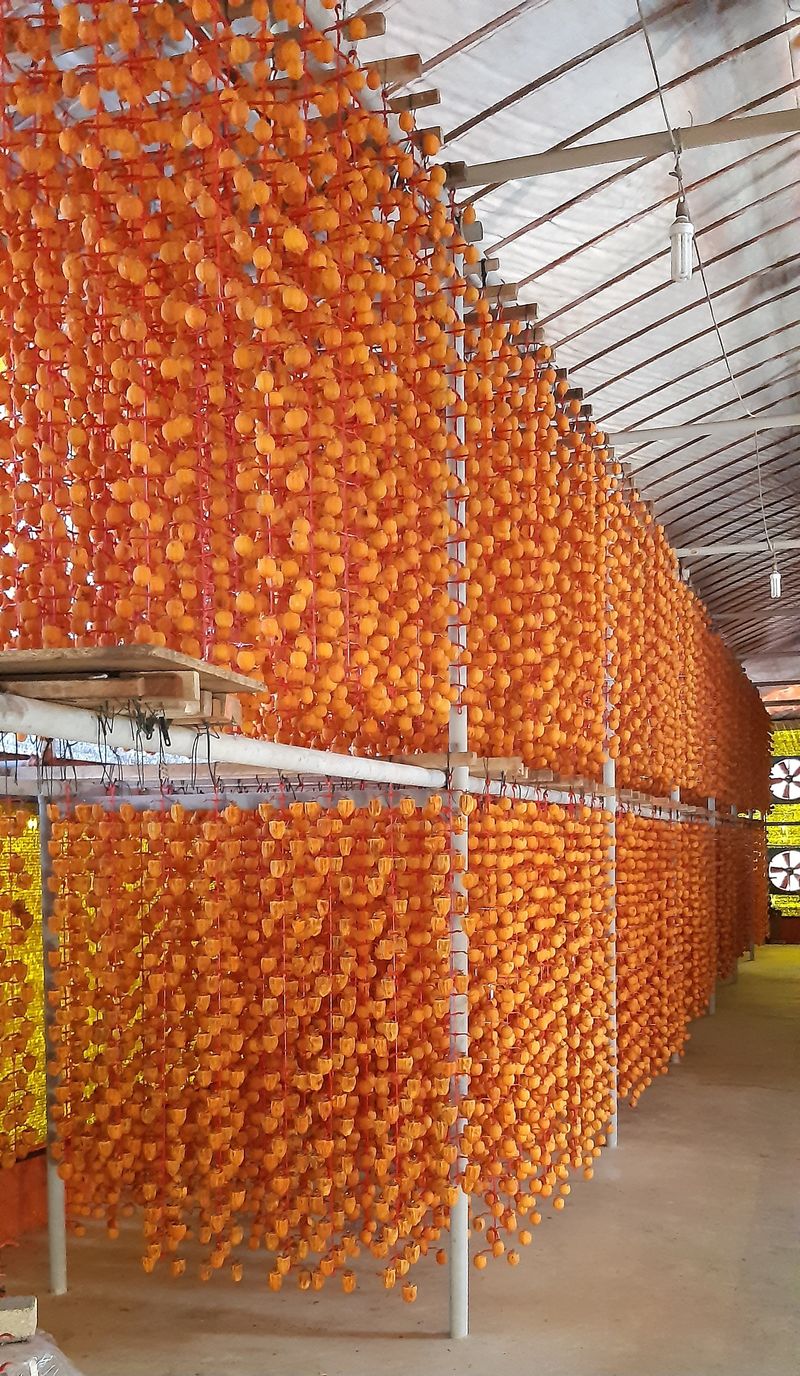 한상섭님의 장터 판매 상품 [상주곶감 꼬마곶감] 첨부 사진