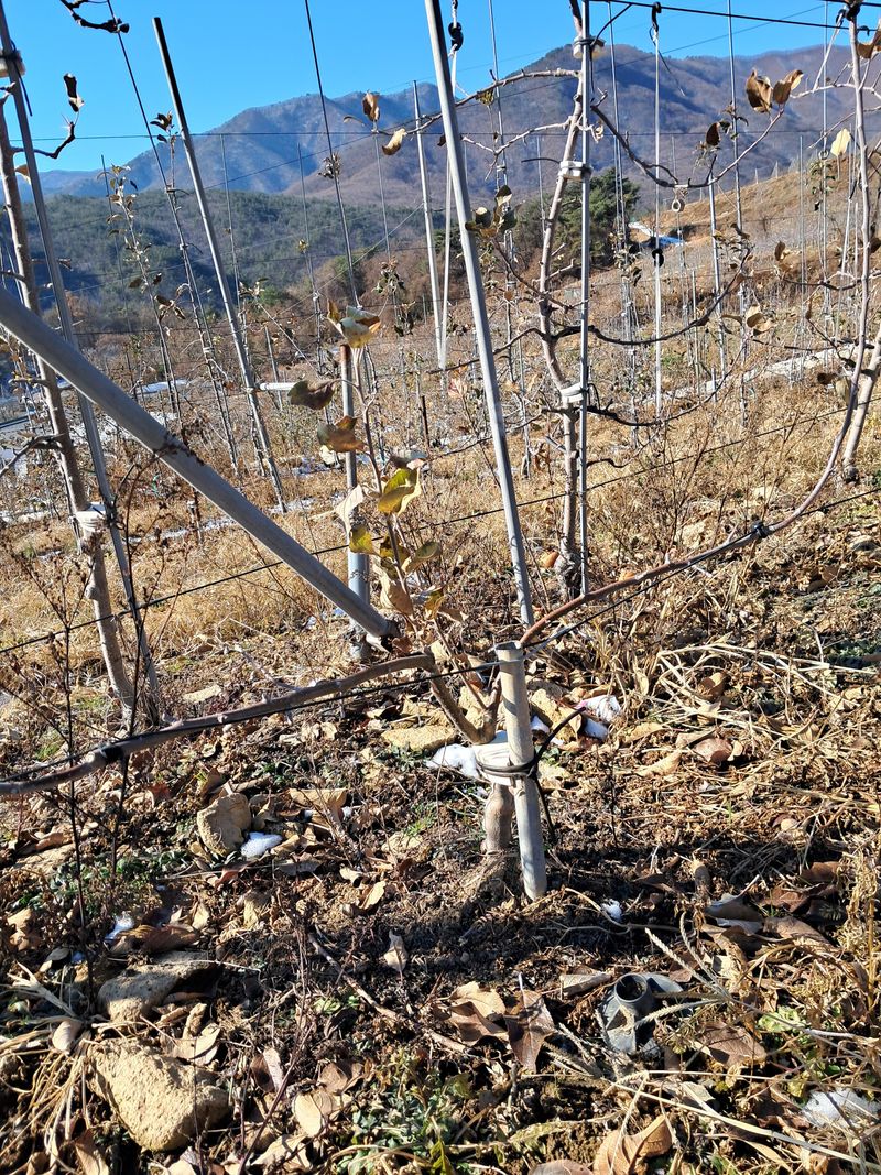 의성,군위 나상덕님의 장터 판매 상품 [사과묘목] 첨부 사진