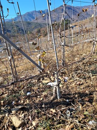 의성,군위 나상덕님의 작성글 사진