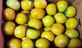 독고다이님의 작성글 사진