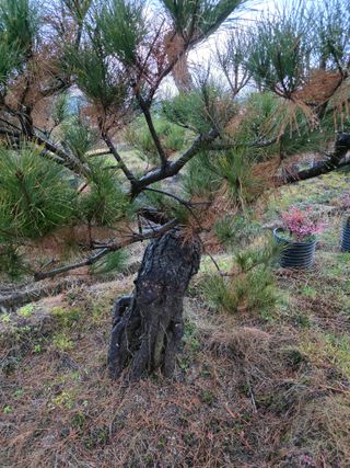 작은소나무님의 자유주제 · 사진전 작성글 사진