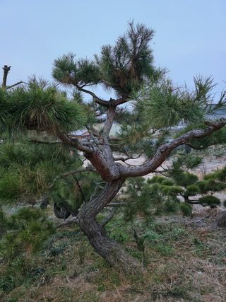 작은소나무님의 자유주제 · 사진전 작성글 사진