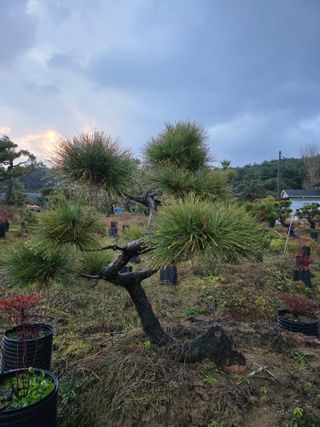 작은소나무님의 자유주제 · 사진전 작성글 사진