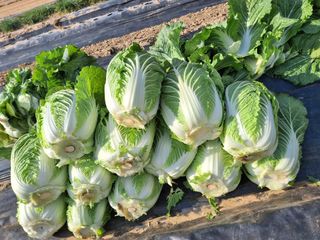 유영옥님의 자유주제 · 자유게시판 작성글 사진