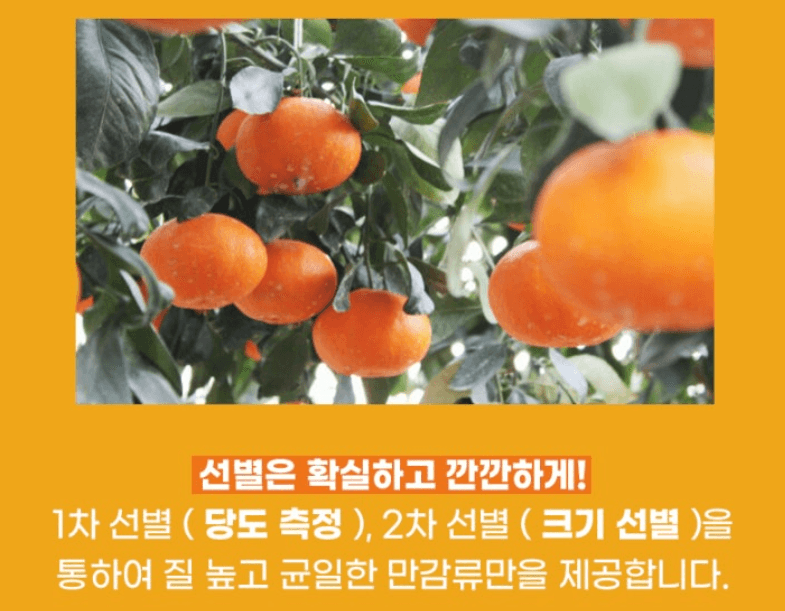 스피드번님의 장터 판매 상품 [제주직송 한라봉] 첨부 사진